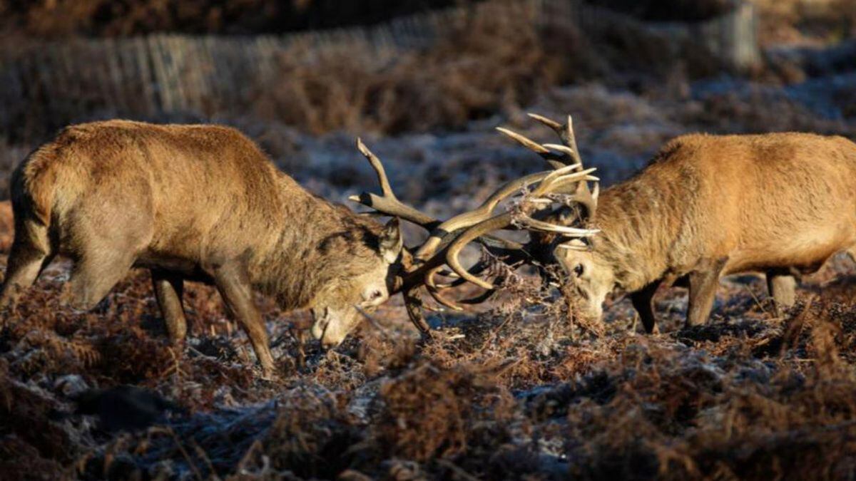 Oh, deer 2 bucks lock horns on front porch of home