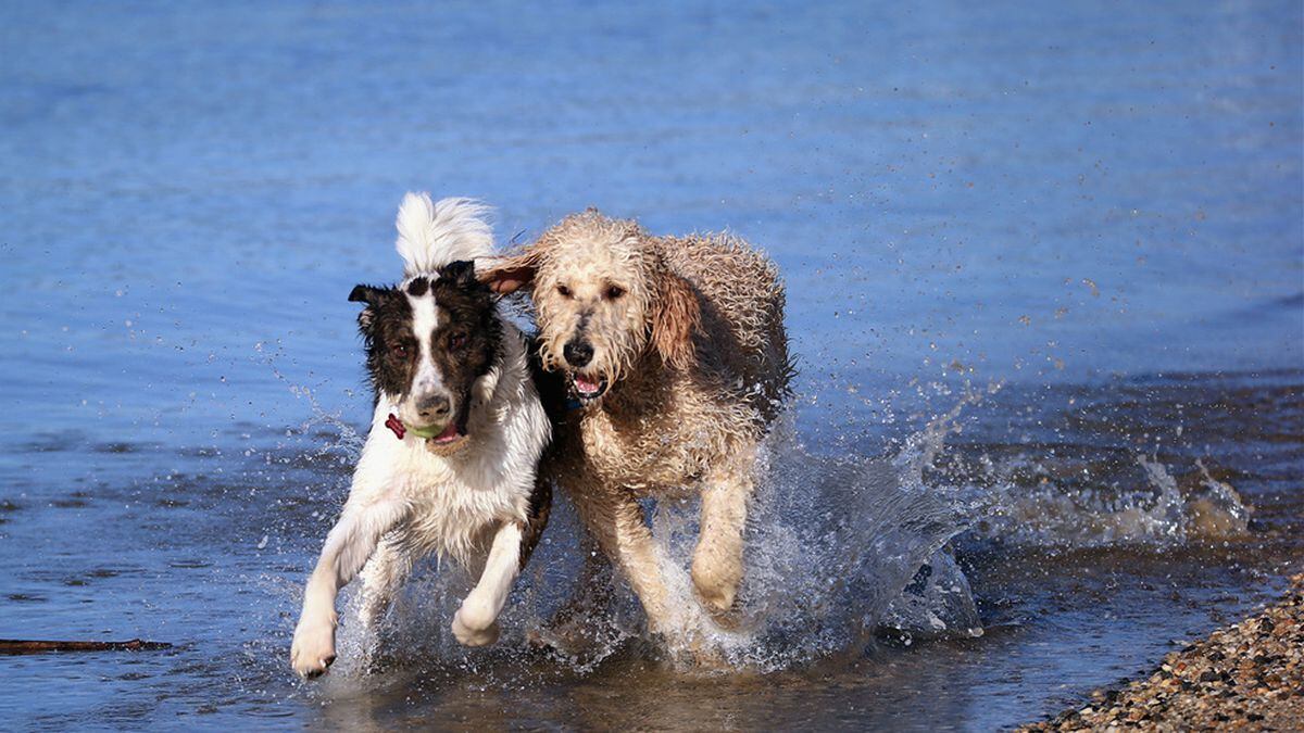 Video shows dog save fellow canine from drowning