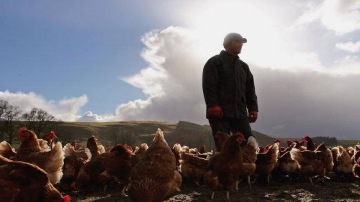 300,000 chickens die in Michigan egg farm fire