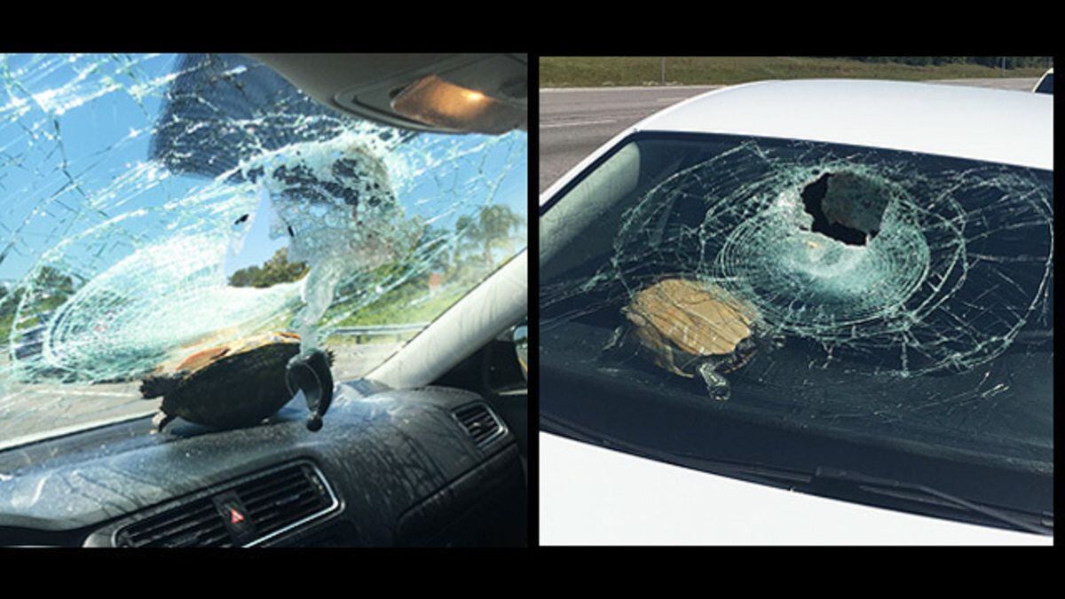 Turtle collides with car, crashes through windshield