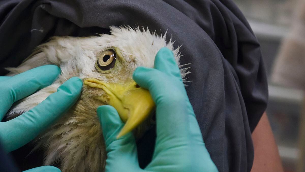 Injured bald eagle on road to recovery