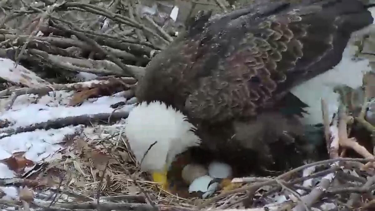 Third egg of 2019 spotted in Hays bald eagle nest