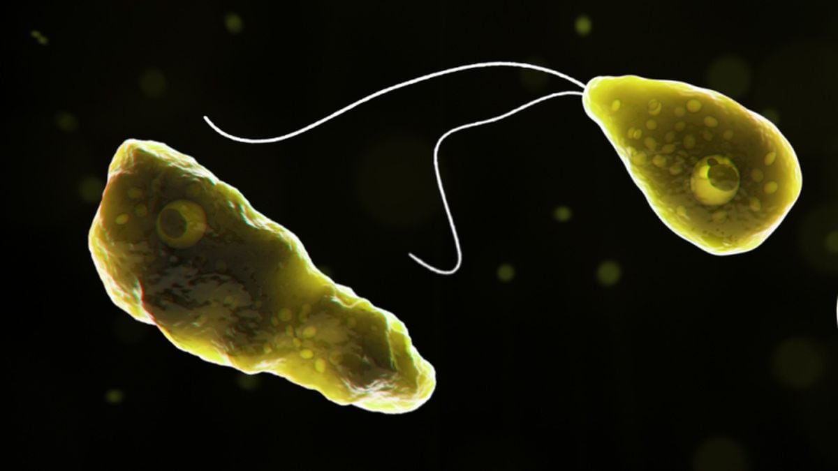 Rare ‘brain-eating’ amoeba confirmed in Florida 