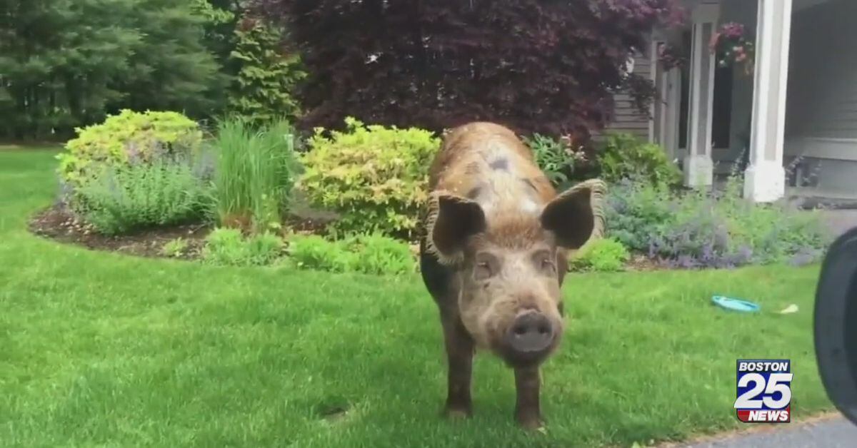 1,000pound pig escapes farm