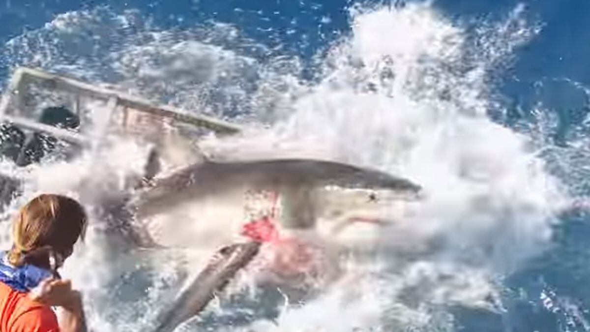 Video shows great white shark breaking cage with diver inside