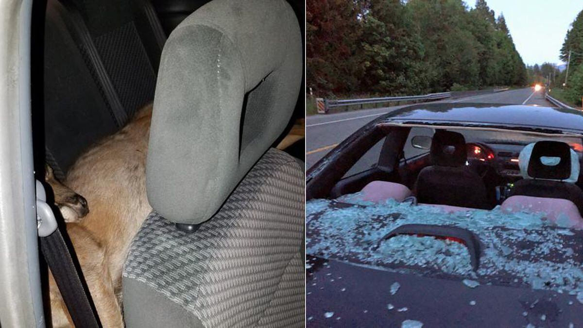 Deer hit by car lands in back seat, kicking wildly