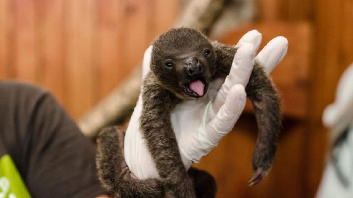 Surprise! Unexpected baby sloth born at Texas zoo needs name