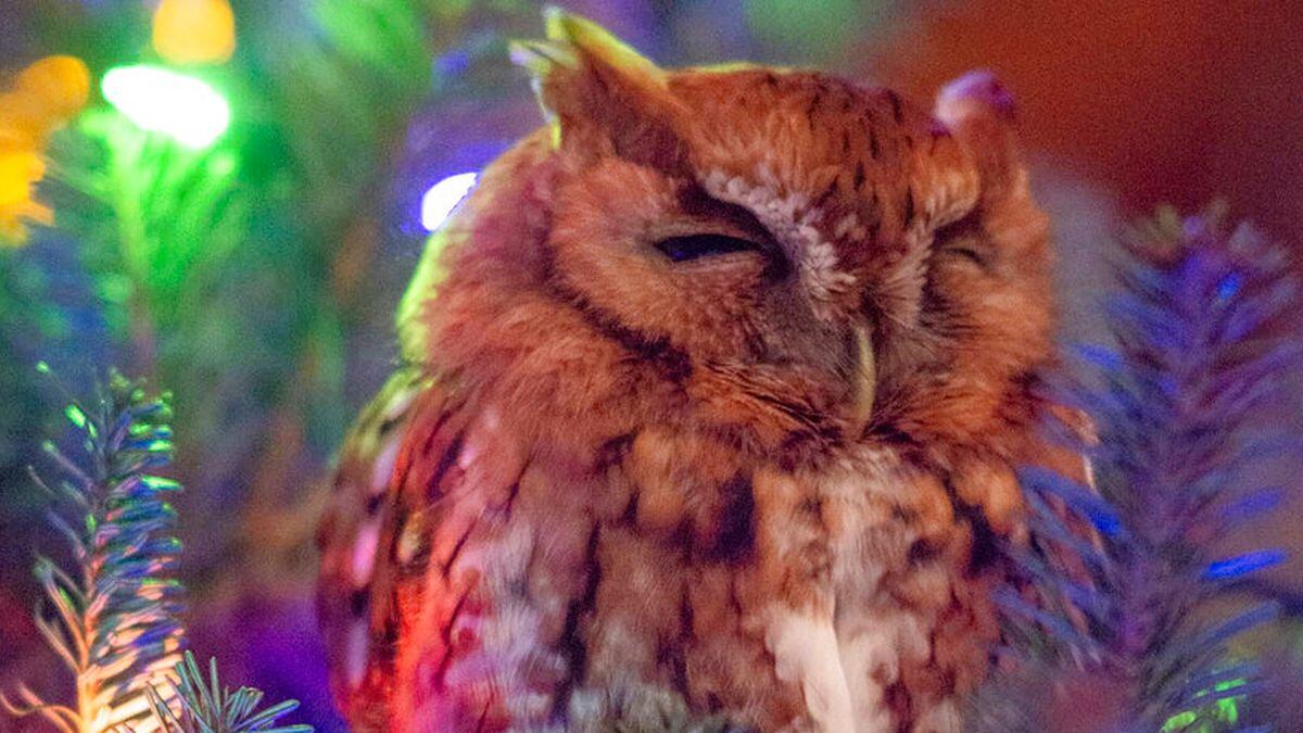 The 8 Best Places to Buy a Christmas Tree in 2020