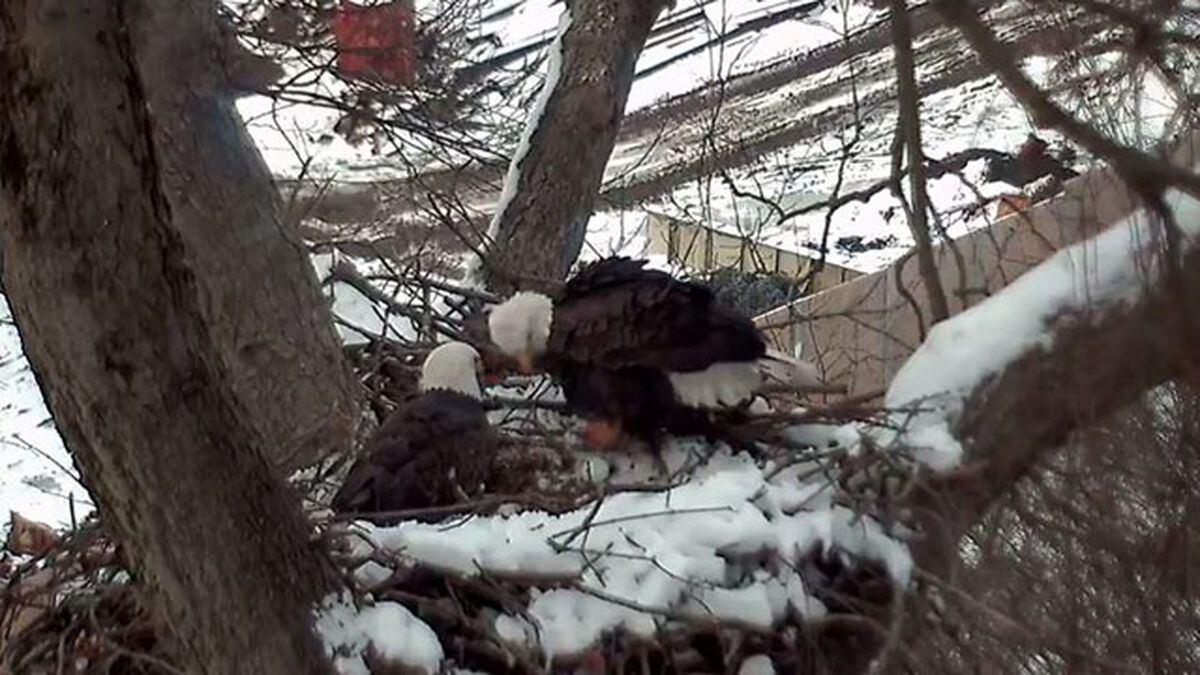 Hays Bald Eagles lay first egg