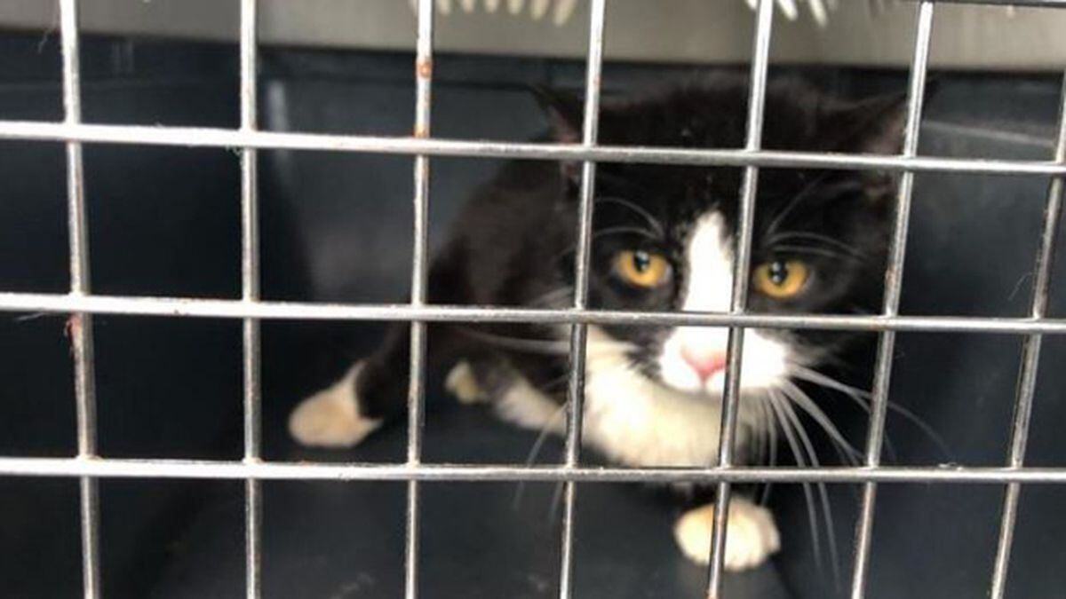 30 cats removed from Pennsylvania home