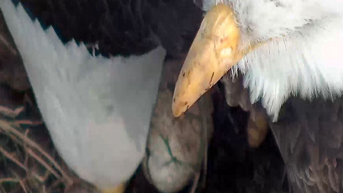 Hays bald eagles lay first egg of the year