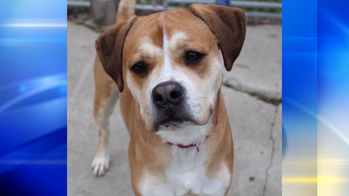 Local Shelter Working To Get Kenzie A Furever Home For The Holidays