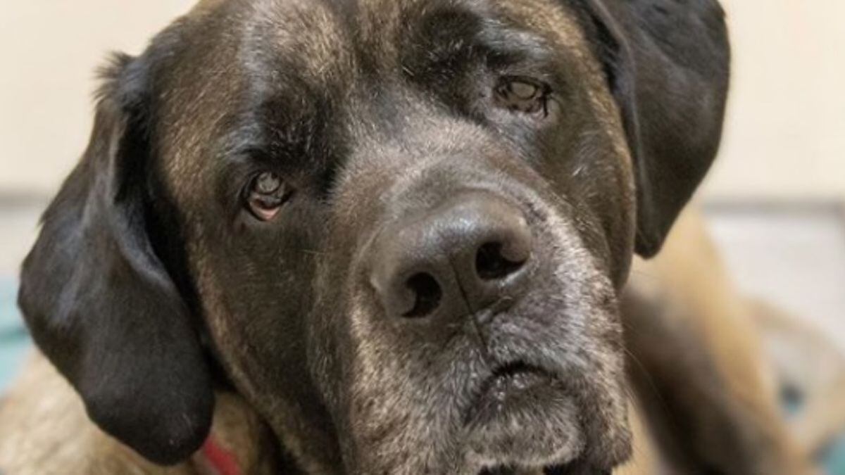 Six-year-old mastiff who is ‘153 pounds of pure love’ looking for place to call home