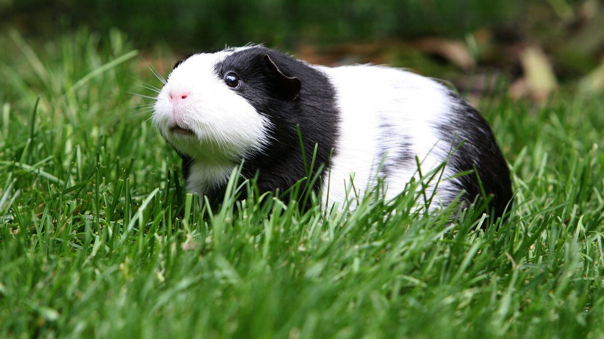State police rescue guinea pigs dumped by roadside