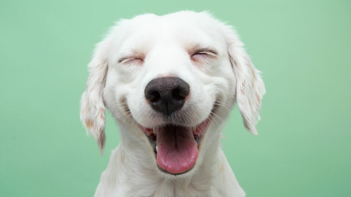 Animal Friends Launches “Pet Pour-trait Contest” Fundraiser