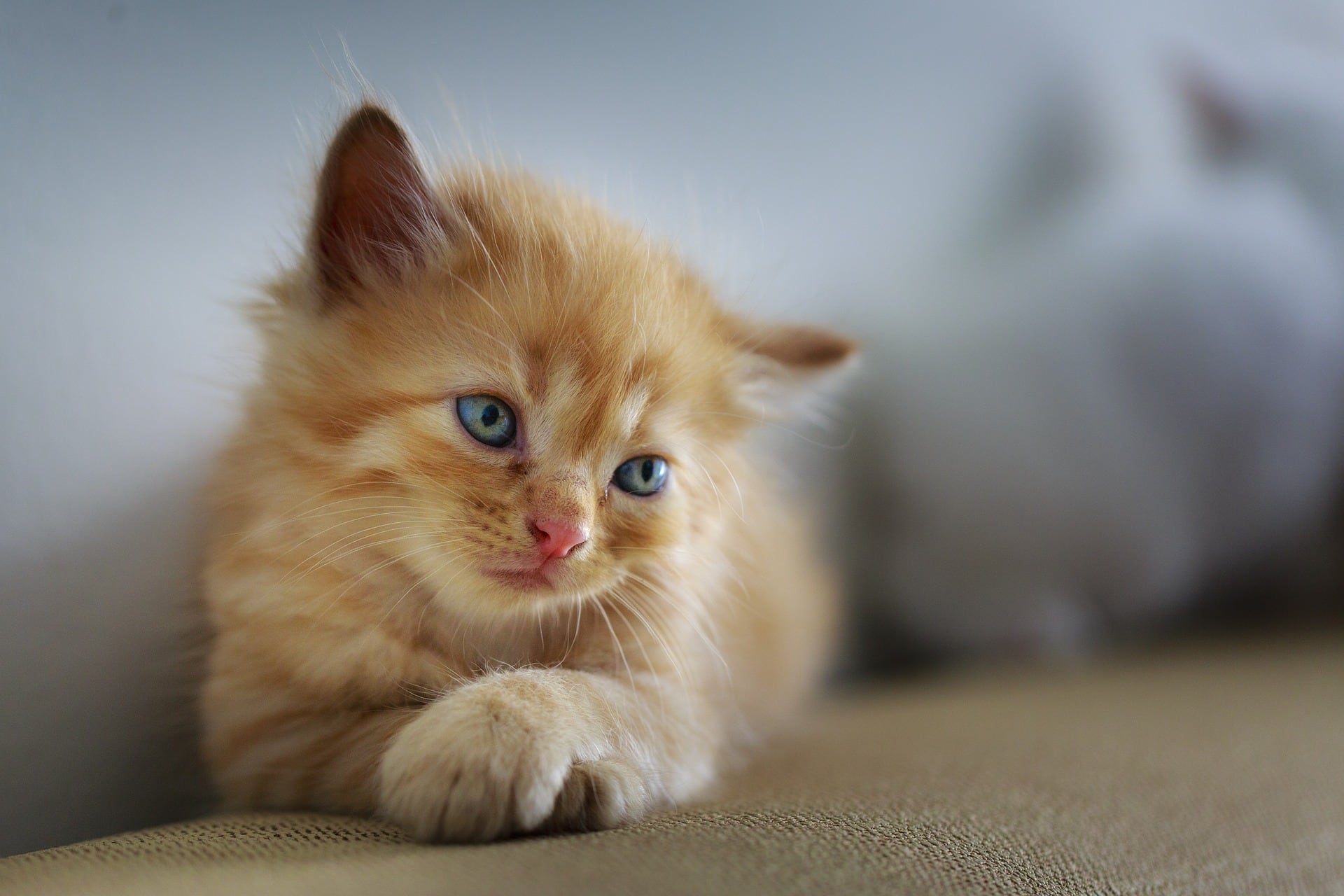 Several kittens dumped outside local Giant Eagle; animal shelter asks for help finding some of them
