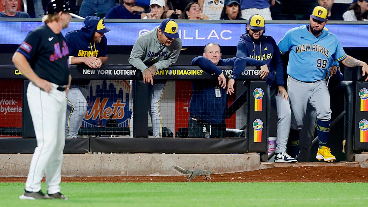 Squirrel Becomes Unforeseen Spectator and Distraction at Citi Field Baseball Game