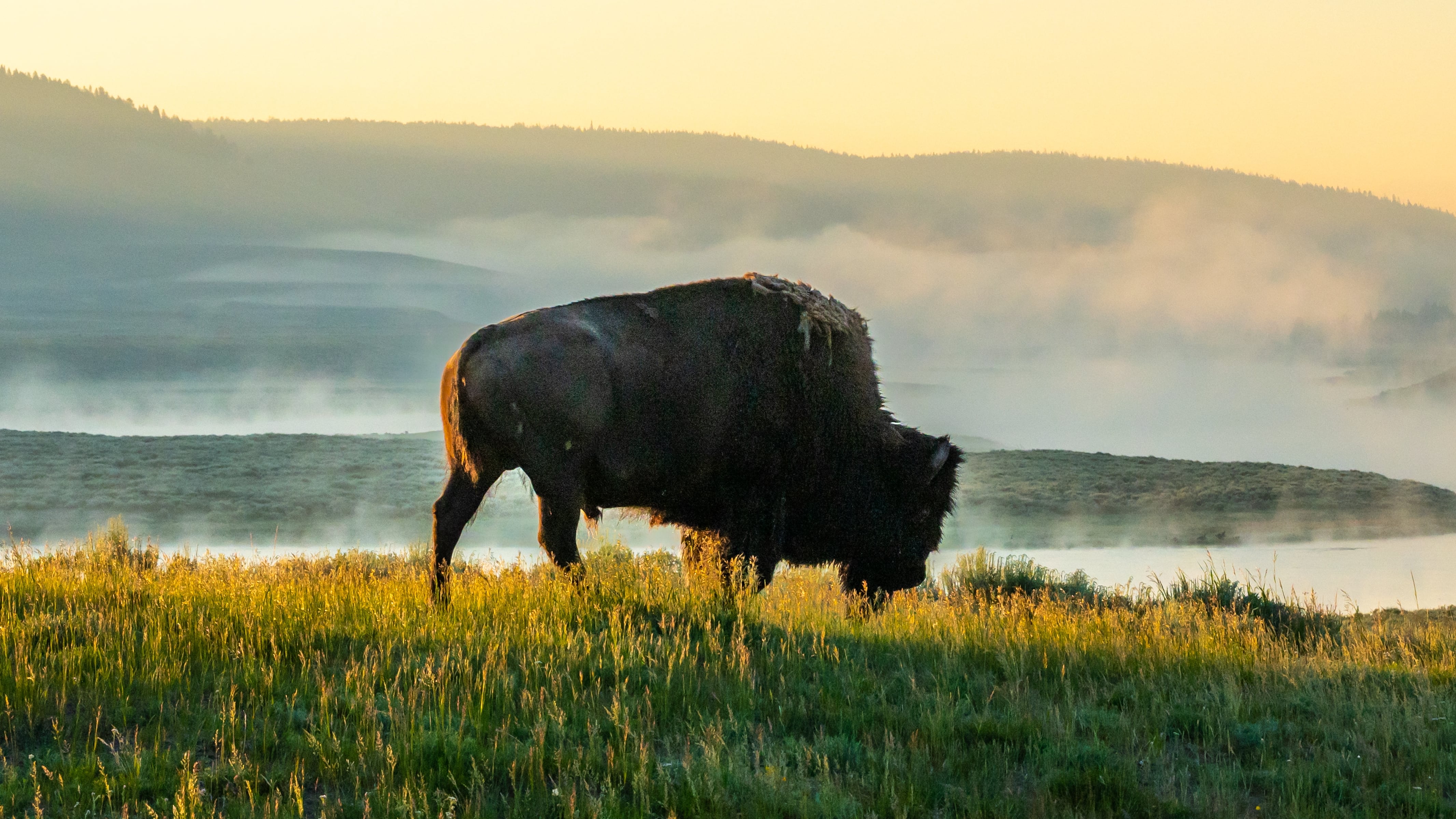 Bison Charges Child in Yellowstone National Park