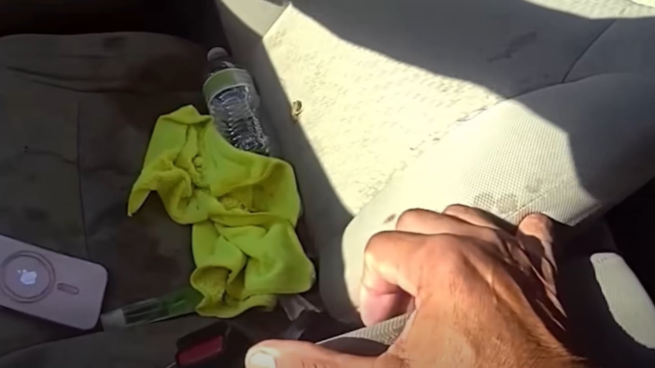 Motorist Panics, Exits Vehicle During Seffner Traffic Stop Due to Frog