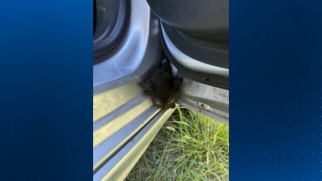 Kitten stuck in vehicle frame rescued by police, firefighters