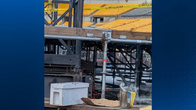 Local apiary removes swarm of 15,000 honeybees found during stage setup at Acrisure Stadium
