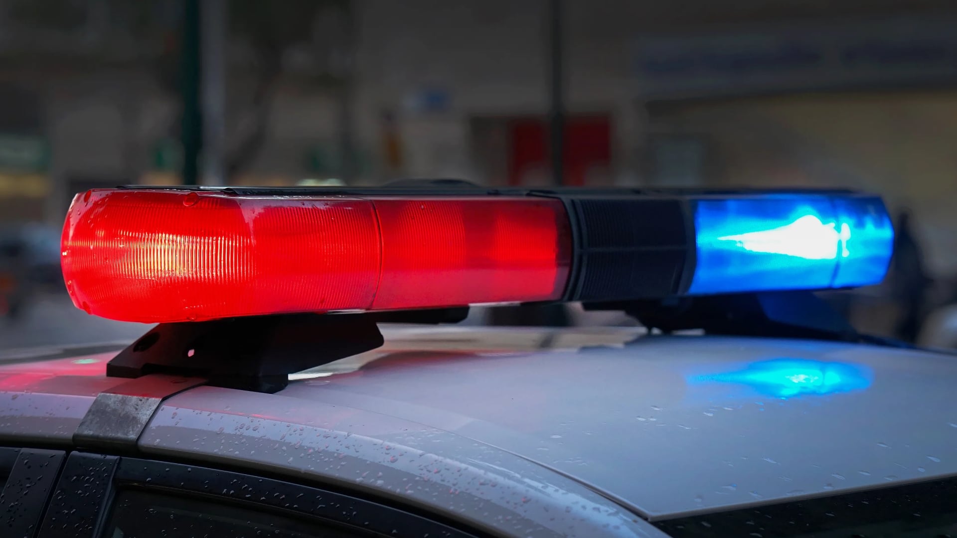 Multiple Deceased Dogs Found in Pittsburgh Home; 12 Animals Rescued